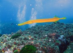 Trumpetfish off the south solitary islands. Taken with a ... by Shea Pletz 